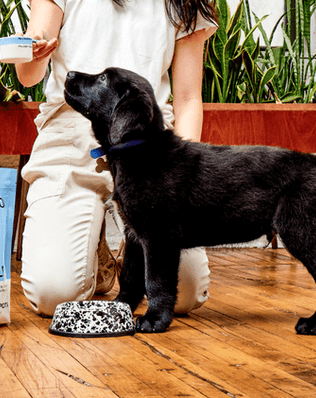 Splatter Small Pet Bowl
